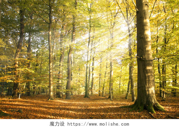 秋天的森林橘红色的秋天一缕阳光清晨的阳光